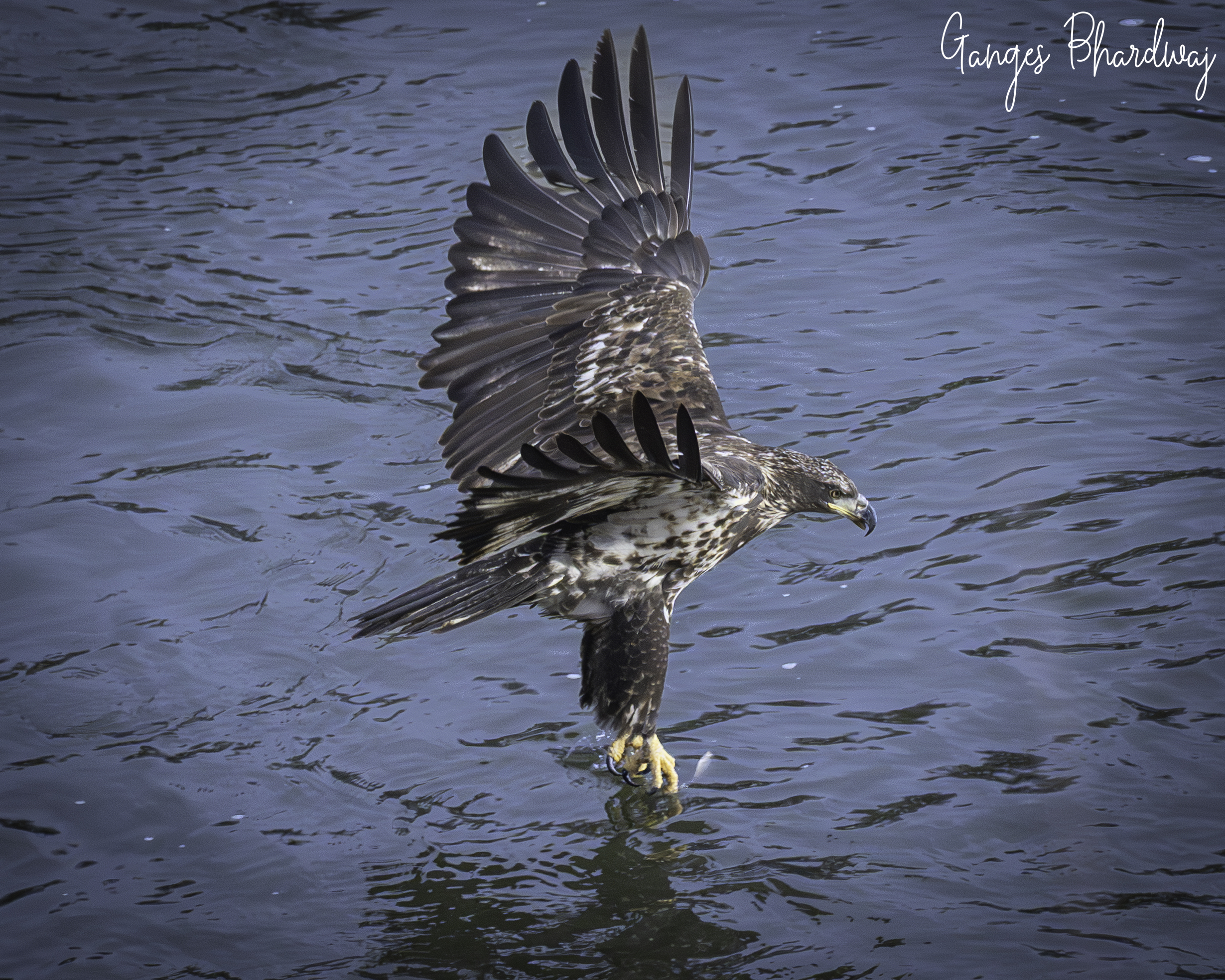 Wildlife photograph by Ganges Bhardwaj